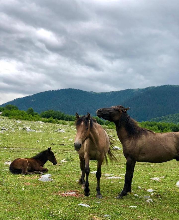 Iason Guest House In Mazeri Mestia Pokoj fotografie